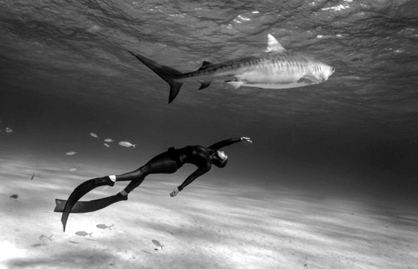 Hanli Prinsloo - Tiger Shark