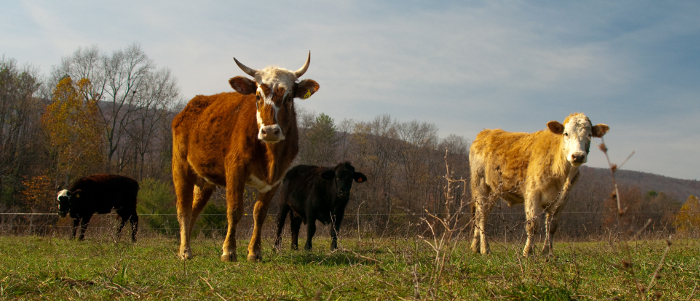 Joel Salatin Speaker
