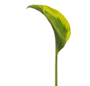 sustainable investing